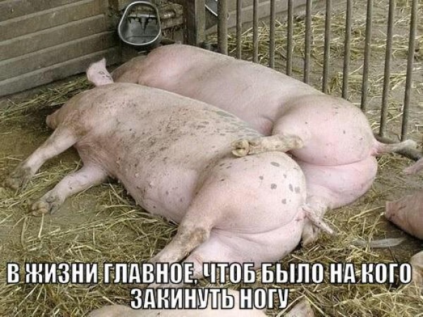 Свиньи обнимаются