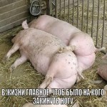 Свиньи обнимаются