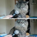 Создать Кот интервью Мем