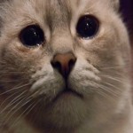 Создать Плачущий кот - мем Мем